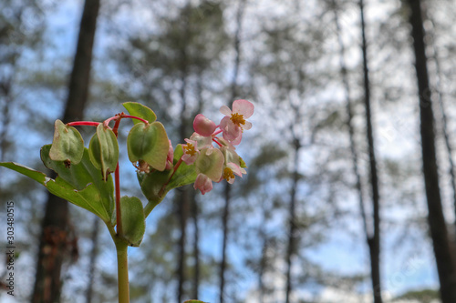 selective focus on light pink Melastoma flower with forest as background - pohon senduduk