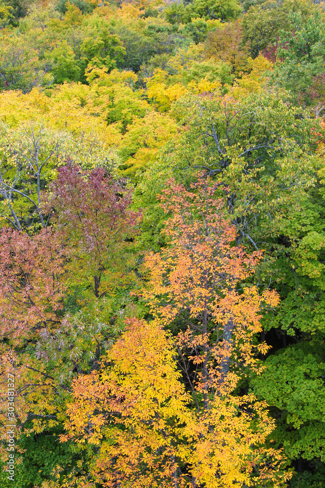Autumn Leaves