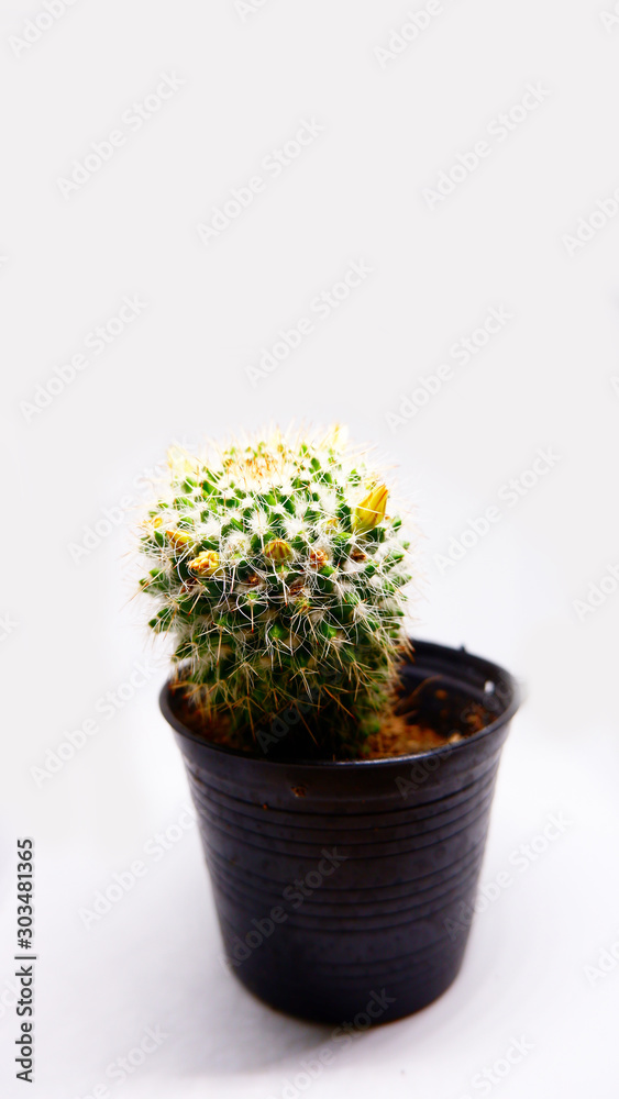 cactus in pot isolated on white cactus in pot isolated on white