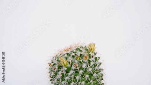 cactus in pot isolated on white