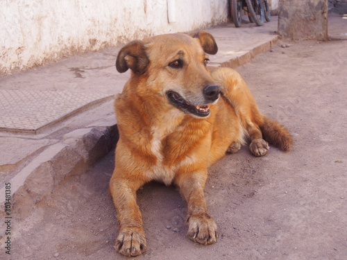 The brown dog met on the street is staring somewhere, San Pedro de Atacama, Chile © Mithrax