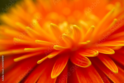 Close up and blur orange gerbera flower background.