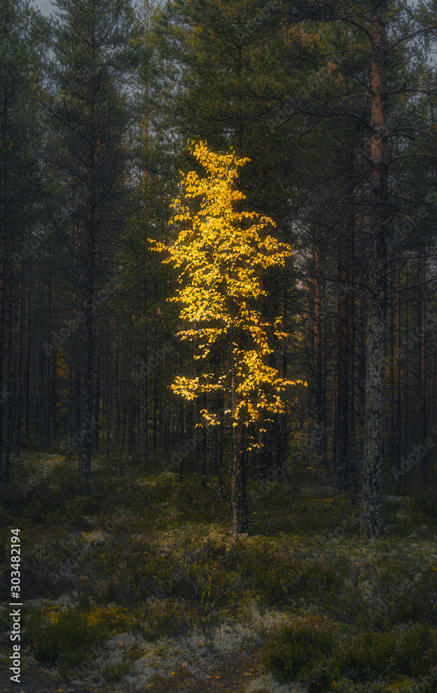 Fototapeta premium Lonely yellow birch tree in the dark forest