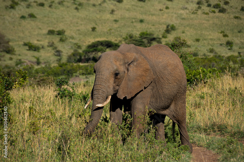 Eating wild elephant at Maasai Mara