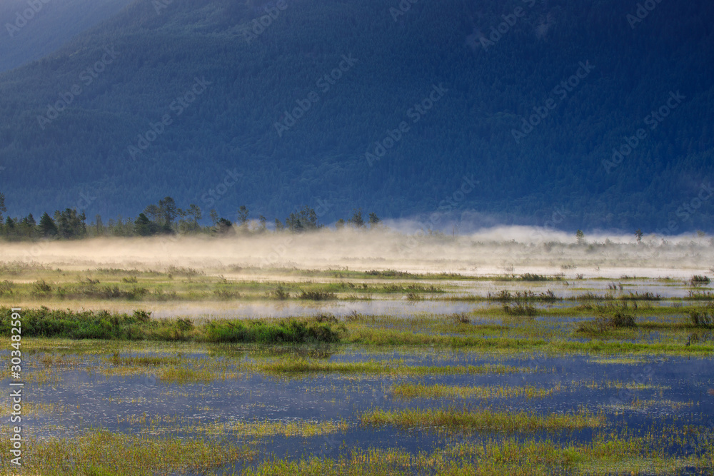 Morning mist covers marshland during summer