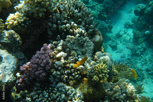 Colorful tropical fish swim among corals in the Red Sea  Egypt