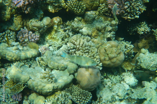 Fototapeta Naklejka Na Ścianę i Meble -  Colorful tropical fish swim among corals in the Red Sea, Egypt
