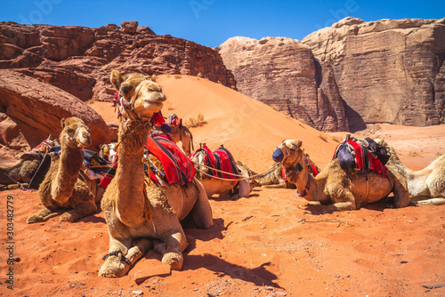 camel in the wadi rum desert, southern jordan photo