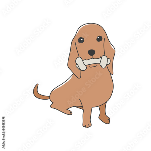 犬　ポーズ　表情　ミニチュアダックスフンド　おすわり