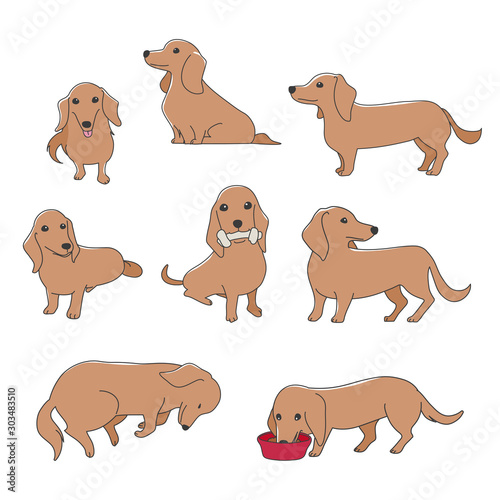 犬　ポーズ　表情　ミニチュアダックスフンド　バラエティ