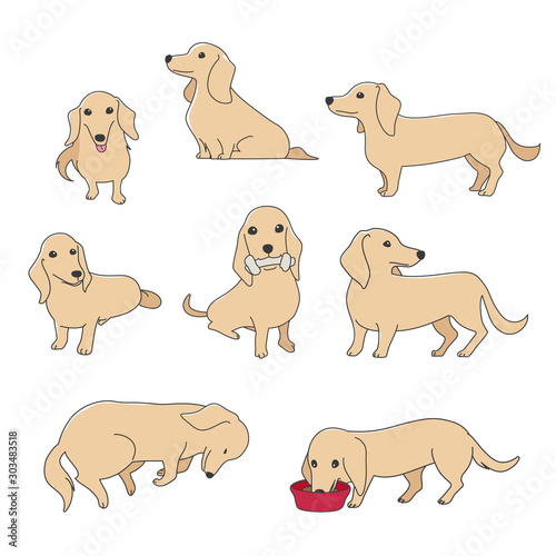 犬　ポーズ　表情　ミニチュアダックスフンド　バラエティ