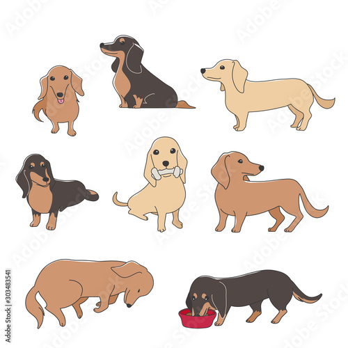 犬　ポーズ　表情　ミニチュアダックスフンド　バラエティ