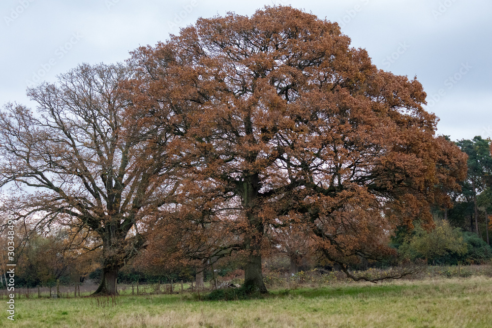 A late autumn day in Buchan Park Crawley United Kingdom A late autumn day in Buchan Park Crawley United Kingdom