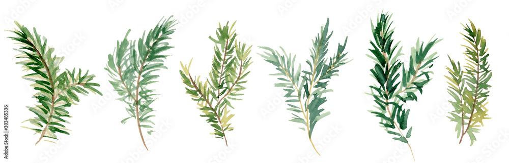 Watercolor fir branches hand drawn illustration Watercolor fir branches hand drawn illustration