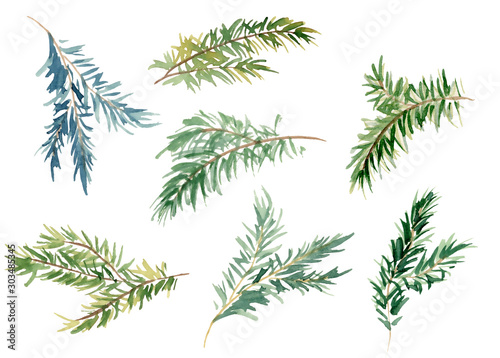 Watercolor fir branches hand drawn illustration 