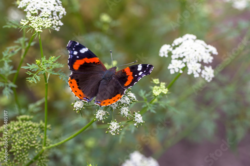 Red admiral (Vanessa atalanta)