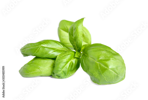 Fresh green basil leaves isolated on white