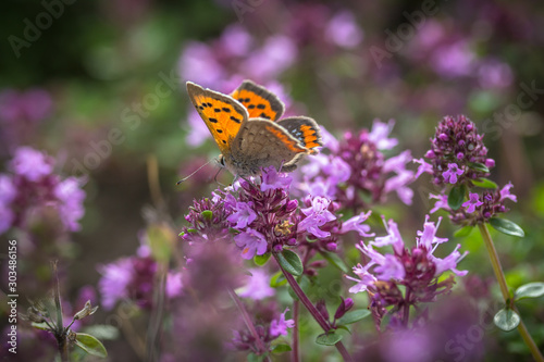 Small copper (Lycaena phlaeas) on Broad-leaved thyme (Thymus pulegioides)