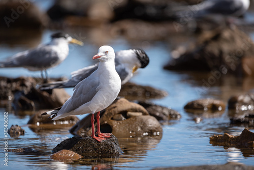 Silver Gull detail, perched in a natural rock pool surround. photo