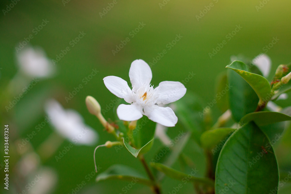 Fototapeta premium White wrightia antidysenterica flower bloom on blur nature background.