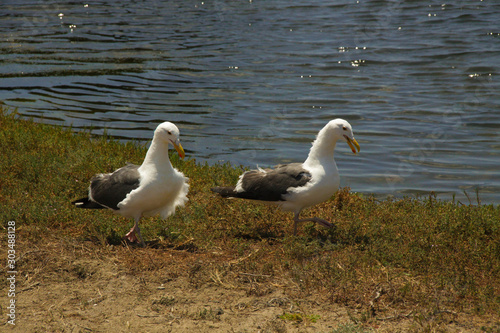 Seagulls on the lake