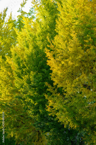 黄葉したイチョウ並木 © F_studio