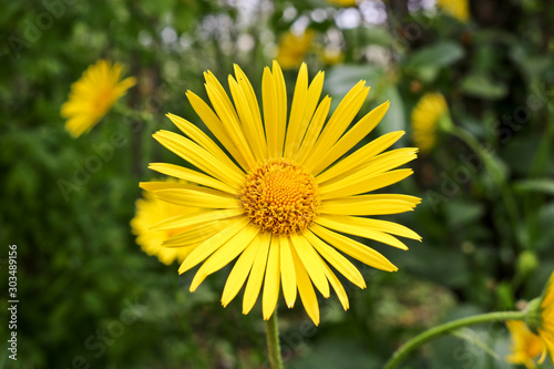 Bright yellow flowers of Doronicum orientale, or leopard's bane. Garden decorative flowering plant. Close-up.