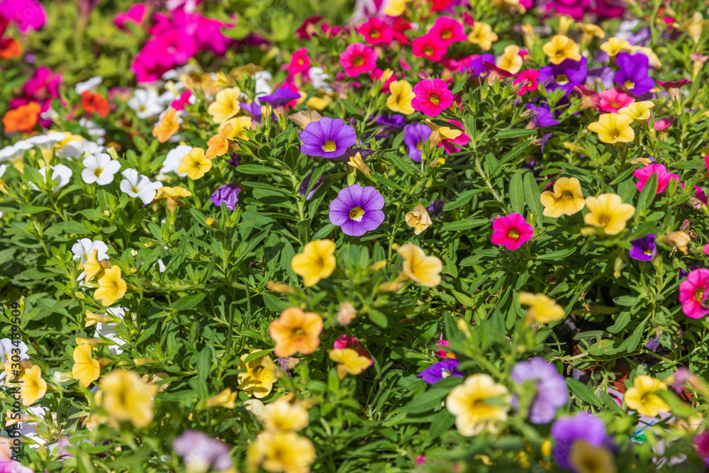 Background with bright multi colored bell flowers Background with bright multi colored bell flowers