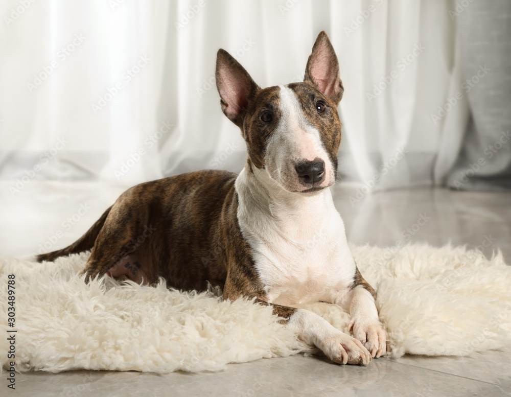 Obraz premium A Miniature Bull Terrier dog lying on a fur rug