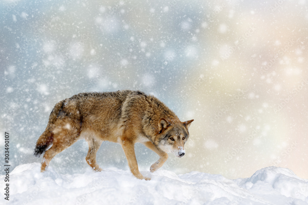 Wolf in a snow on Christmas background