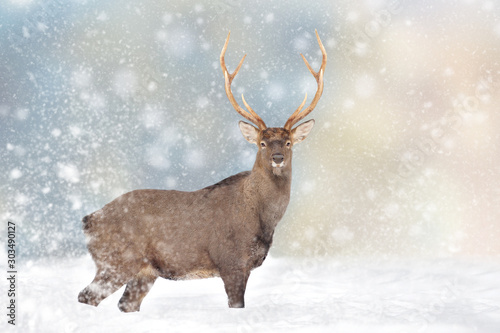 Deer in a snow on Christmas background
