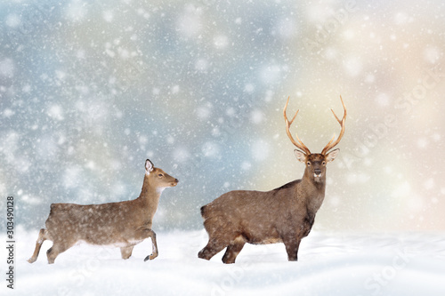 Deer in a snow on Christmas background © byrdyak