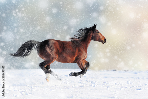 Horse in a snow on Christmas background