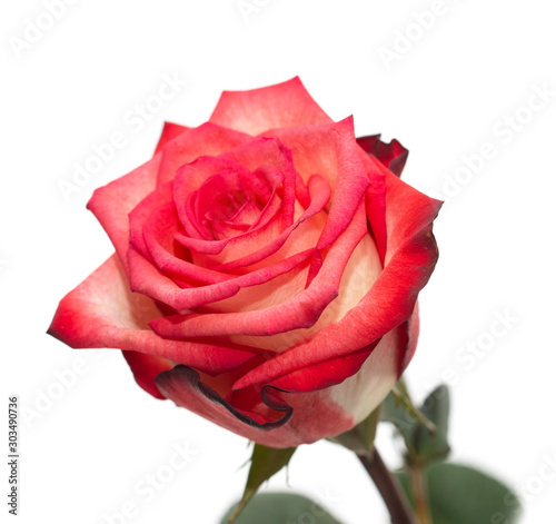 red and white rose on a white background