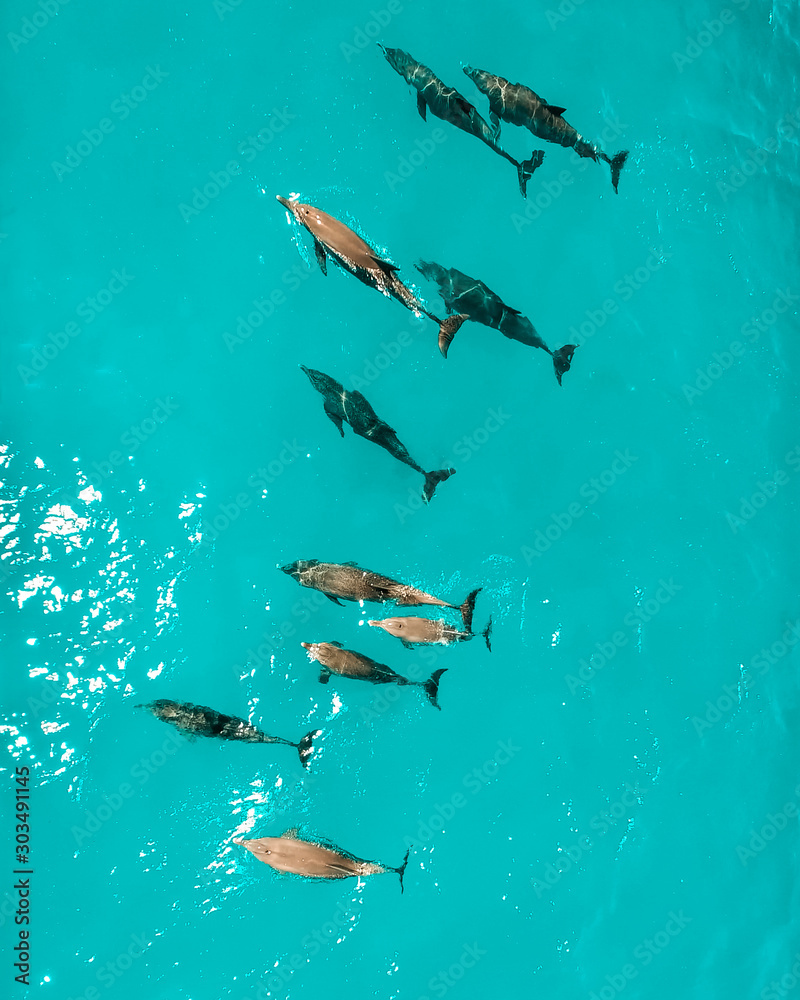 school of dolphins, Zanzibar - obrazy, fototapety, plakaty 