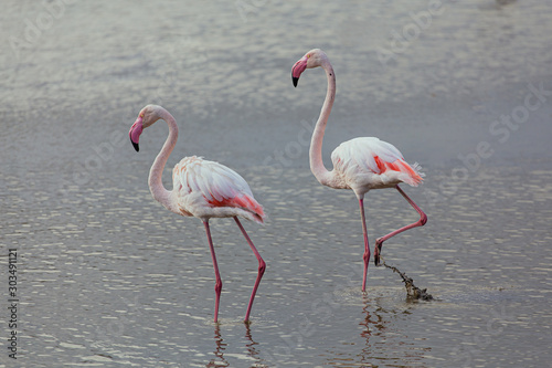 Couple of great pink flamingos with pink beaks on a quiet lake in La Camargue wetlands