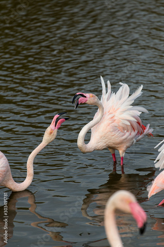 Great pink flamingos fighting on a water pond in La Camargue wetlands  France