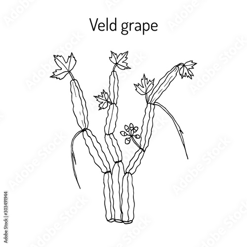 Veld grape cissus quadrangularis , medicinal plant