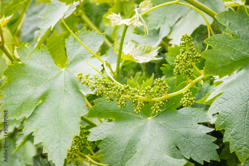 closeup of grapevine flower buds with tendrils and leaves in springtime