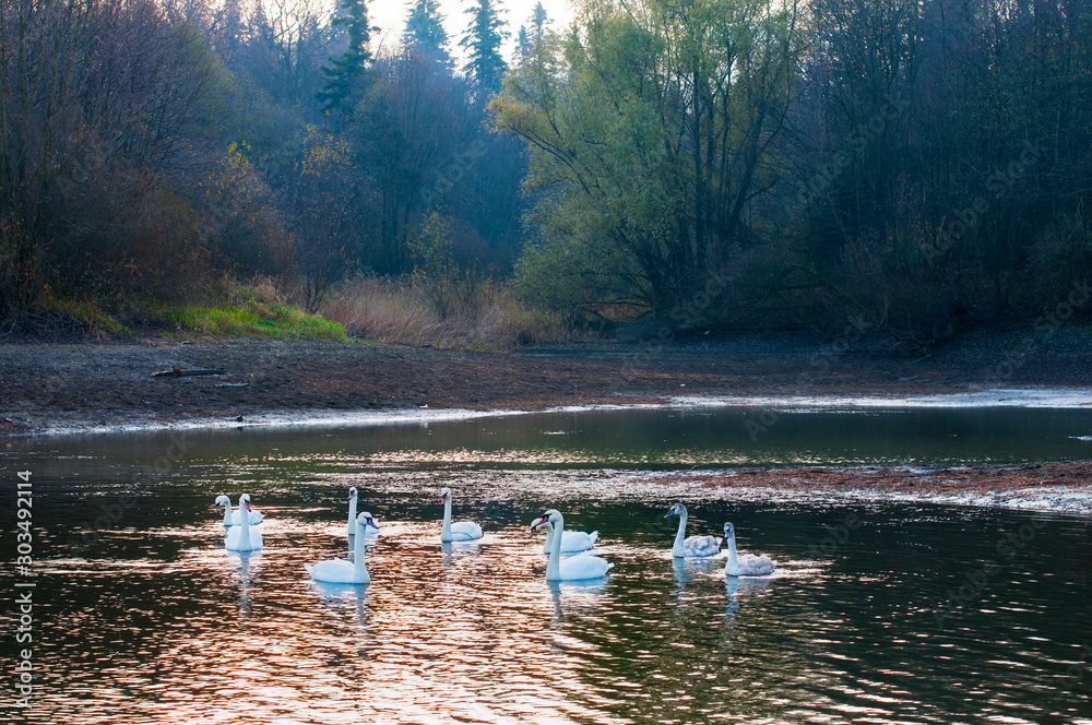 family of white swans in the morning on a quiet lake against the backdrop of a calm forest