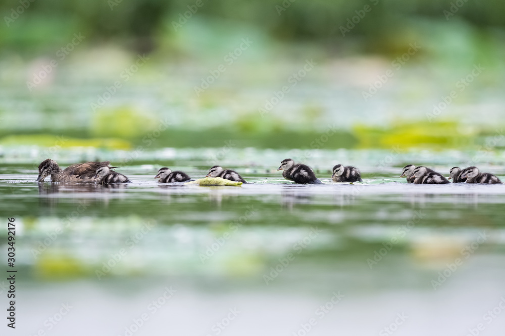 cotton pygmy goose cotton pygmy goose