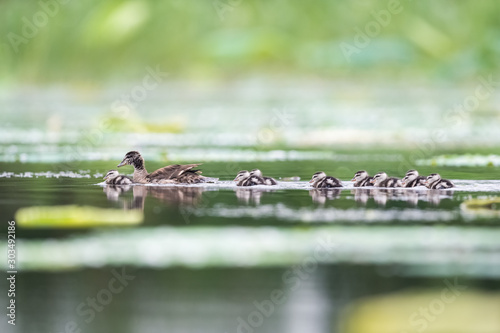 cotton pygmy goose