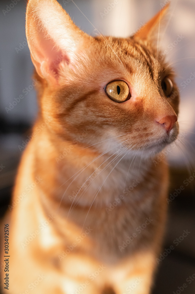 Cute ginger cat in the sun