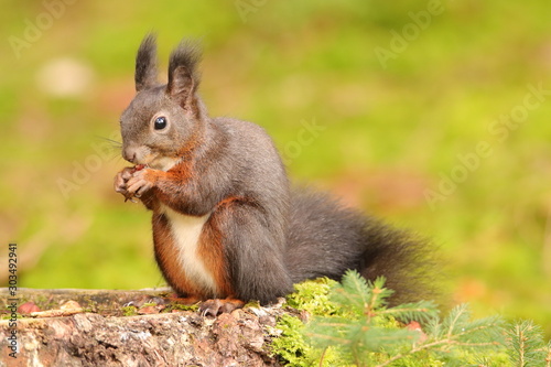Eichhörnchen © MerkAngela.WH