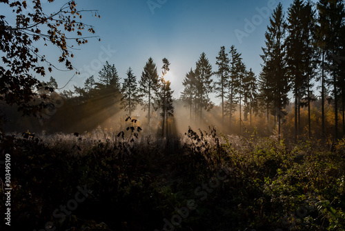 Autumn in the forest sunstripes photo