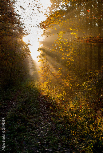 Autumn in the forest sunstripes photo