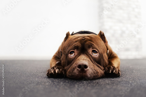 adorable brown american bully dog portrait indoors photo