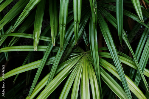 tropical green leaf  Dark tone