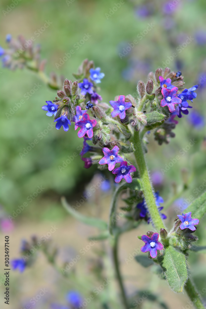 Common bugloss flowers Common bugloss flowers