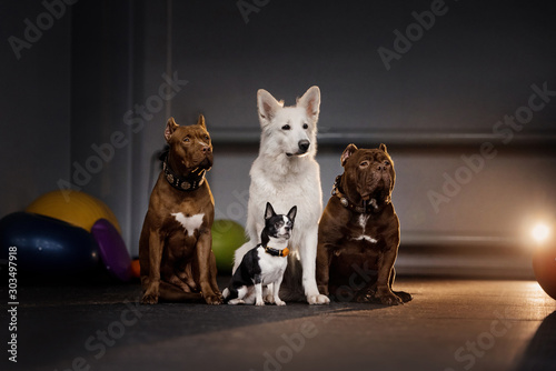 Fényképezés group of different breed dogs posing together